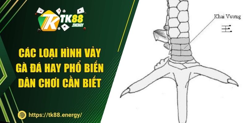 Các loại hình vảy gà đá hay phổ biến dân chơi cần biết
