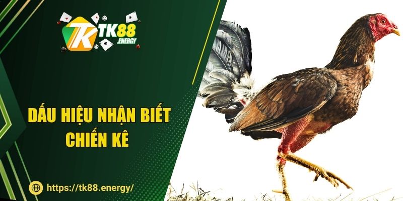 Dấu hiệu nhận biết chiến kê tại TK88