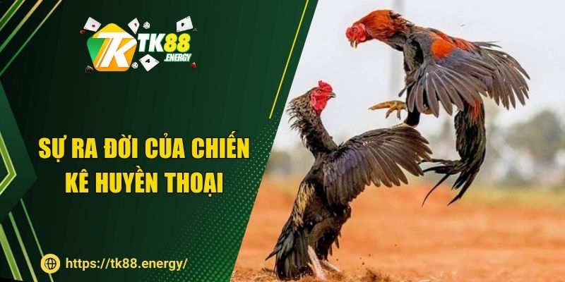 Sự ra đời của chiến kê huyền thoại