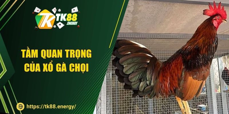 Tầm quan trọng của xổ gà chọi